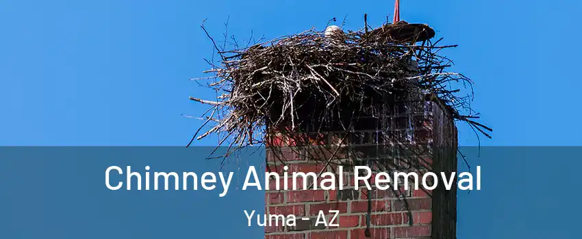 Chimney Animal Removal Yuma - AZ