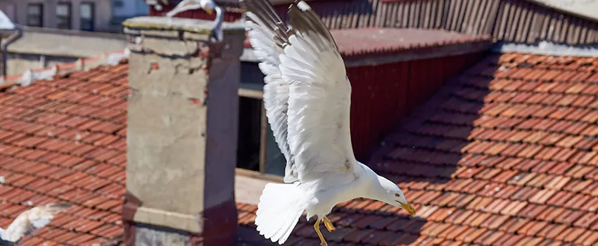 Residential Chimney Animal Removal Solution in Yuma, AZ